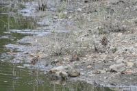 Gallinago gallinago
