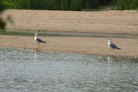 Larus michahellis