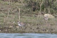Charadrius dubius