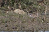 Charadrius dubius