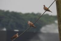 Streptopelia turtur