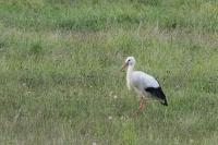 Ciconia ciconia