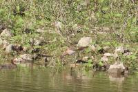 Calidris pugnax