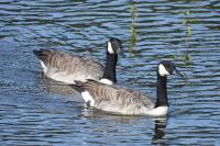 Branta canadensis