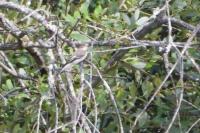 Ficedula hypoleuca