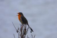 Erithacus rubecula