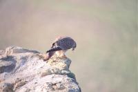 Falco tinnunculus