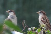Passer domesticus