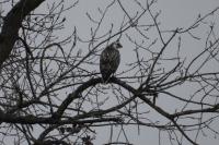 Buteo buteo