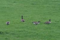 Branta canadensis