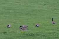 Branta canadensis