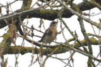 Turdus pilaris