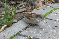Passer domesticus