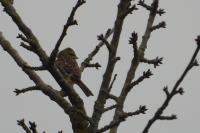 Emberiza cirlus