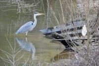 Ardea cinerea