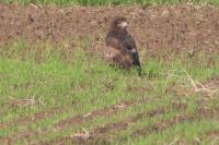 Buteo buteo