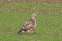 Buteo buteo