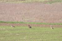 Buteo buteo