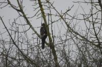 Accipiter nisus