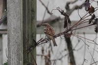 Passer domesticus