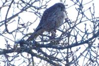 Falco tinnunculus