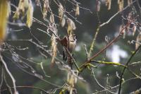 Dendrocopos minor