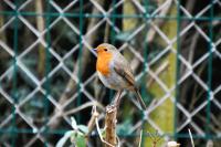 Erithacus rubecula