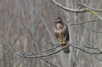 Buteo buteo
