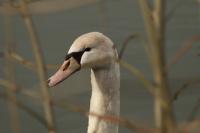 Cygnus olor