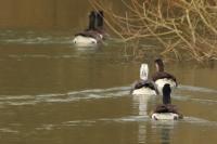 Branta canadensis