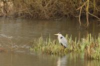 Ardea cinerea