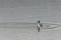 Podiceps cristatus