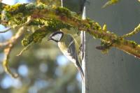 Parus major