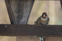 Carduelis carduelis