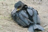 Phalacrocorax carbo
