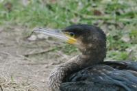 Phalacrocorax carbo