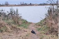 Phalacrocorax carbo