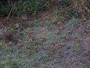 Carduelis carduelis