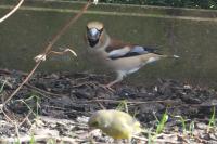Coccothraustes coccothraustes