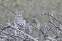 Falco columbarius