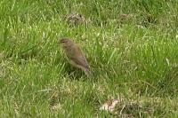 Phylloscopus collybita