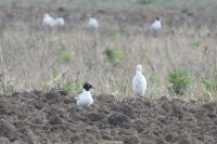 Bubulcus ibis