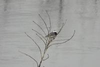 Motacilla alba