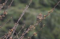 Saxicola rubicola