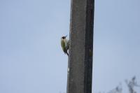 Picus viridis