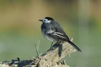 Motacilla alba
