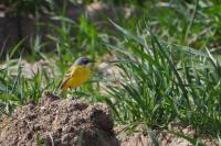 Motacilla flava