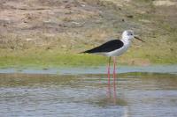 Himantopus himantopus