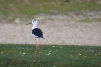 Himantopus himantopus