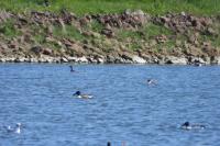 Podiceps nigricollis